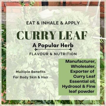 Manufacturer-Wholesaler-Exporter-of-Curry-Leaf-Essential-oil