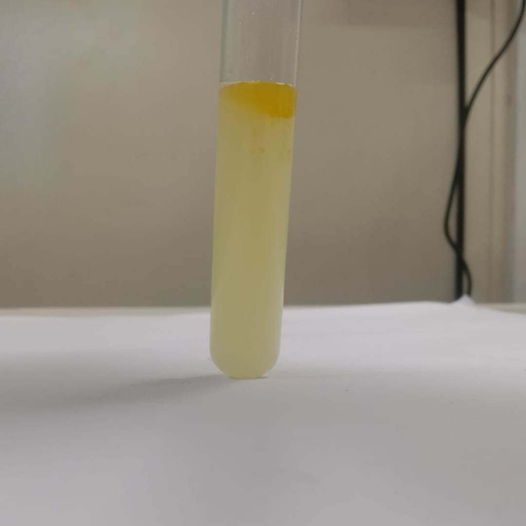 Saponin-testing-Moringa-oil
