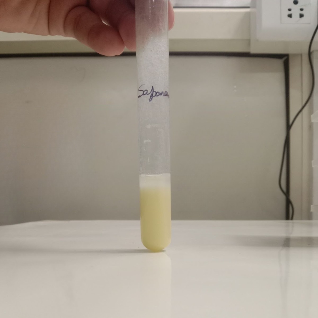 Saponin-testing-for-Gotu-Kola-Seed-Oil