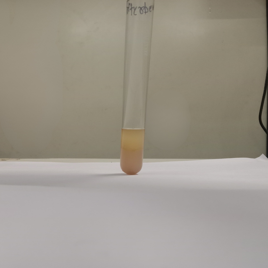 Triterpene-testing-Cold-Pressed-Grapeseed-OIl
