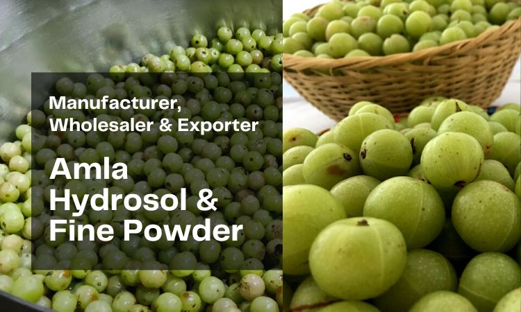 amla-powder-and-hydrosol-manufacturer