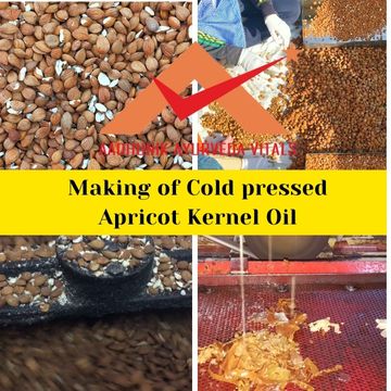 apricot-kernal-oil-making-in-india