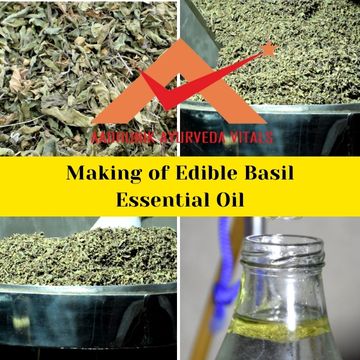 basil-essential-oil-making-in-india