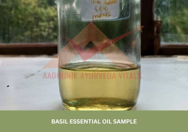 basil-essential-oil-sample