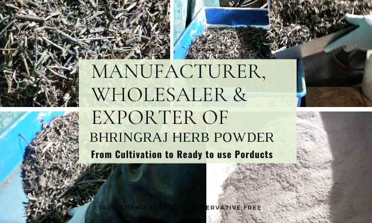 bhringraj-powder-manufacturer