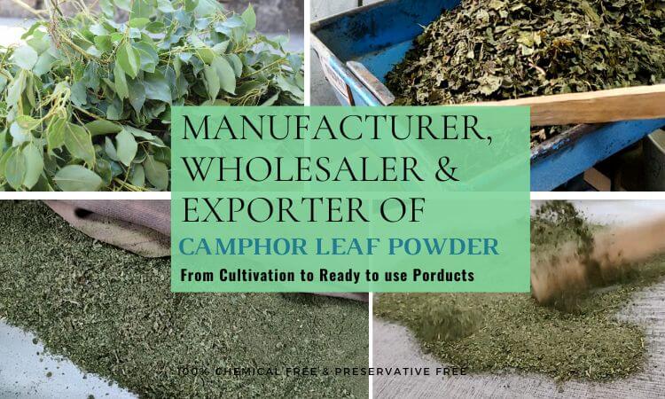 camphor-leaf-powder-manufacturer-supplier