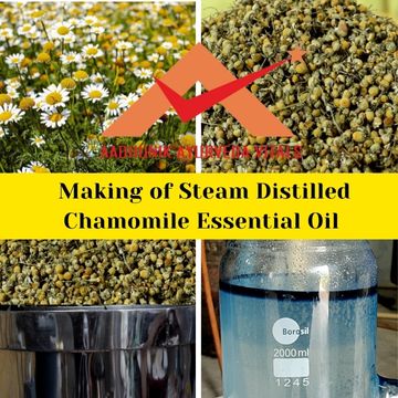 chamomile-essential-oil-making