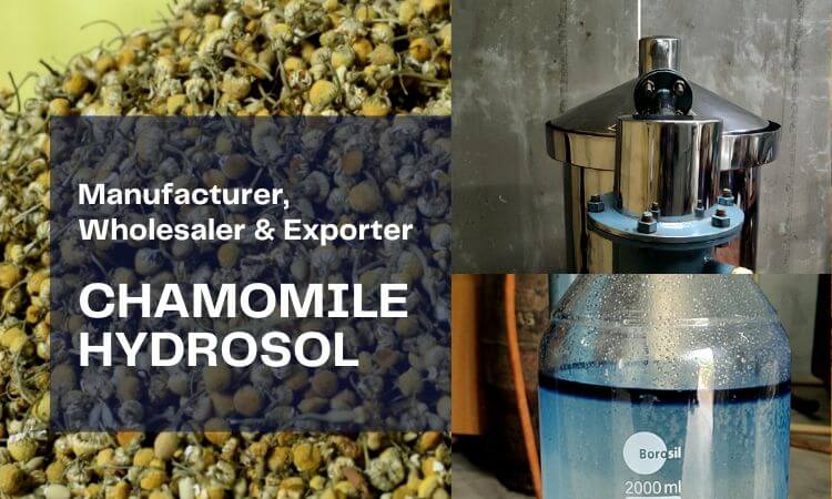 chamomile-hydrosol-manufacturer-and-supplier