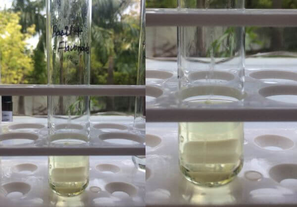 flavonoid-testing-in-basil-hydrosol