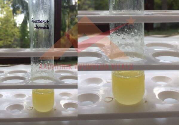 flavonoids-testing-in-rosemary-hydrosol