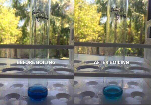glycoside-testing-in-basil-hydrosol