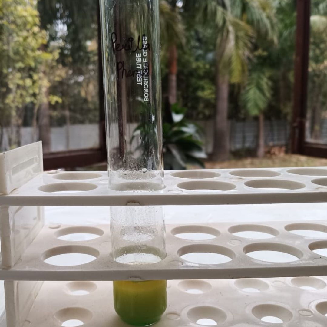 image-of-perilla-Poly-phenol
