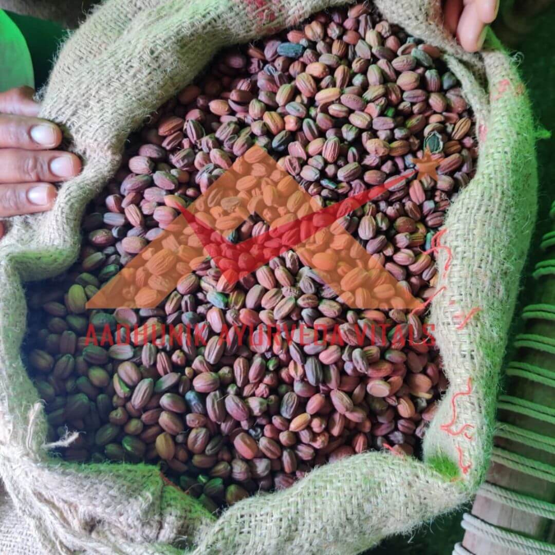 jojoba-seed-cultivation.jpg