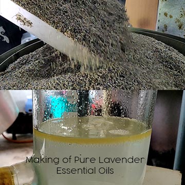 lavender-essential-oil