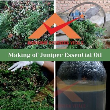 making-of-juniper-essential-oil