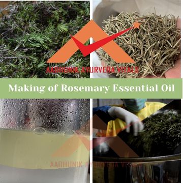 making-of-rosemary-essential-oil