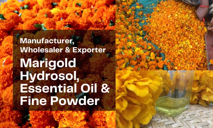 marigold-hydrosol-and-powder-manufacturer