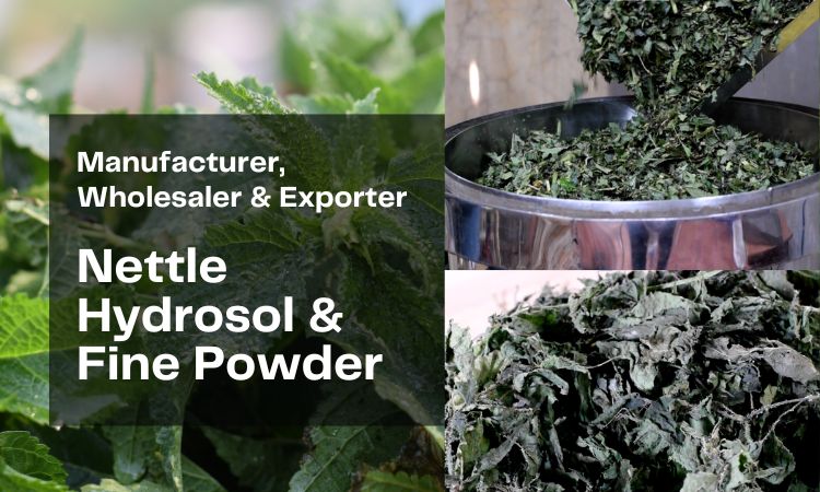 nettle-powder-and-hydrosol-manufacturer