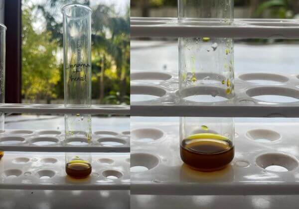 phenol-in-cinnamon-hydrosol