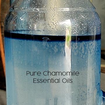 pure-chamomile-essential-oil