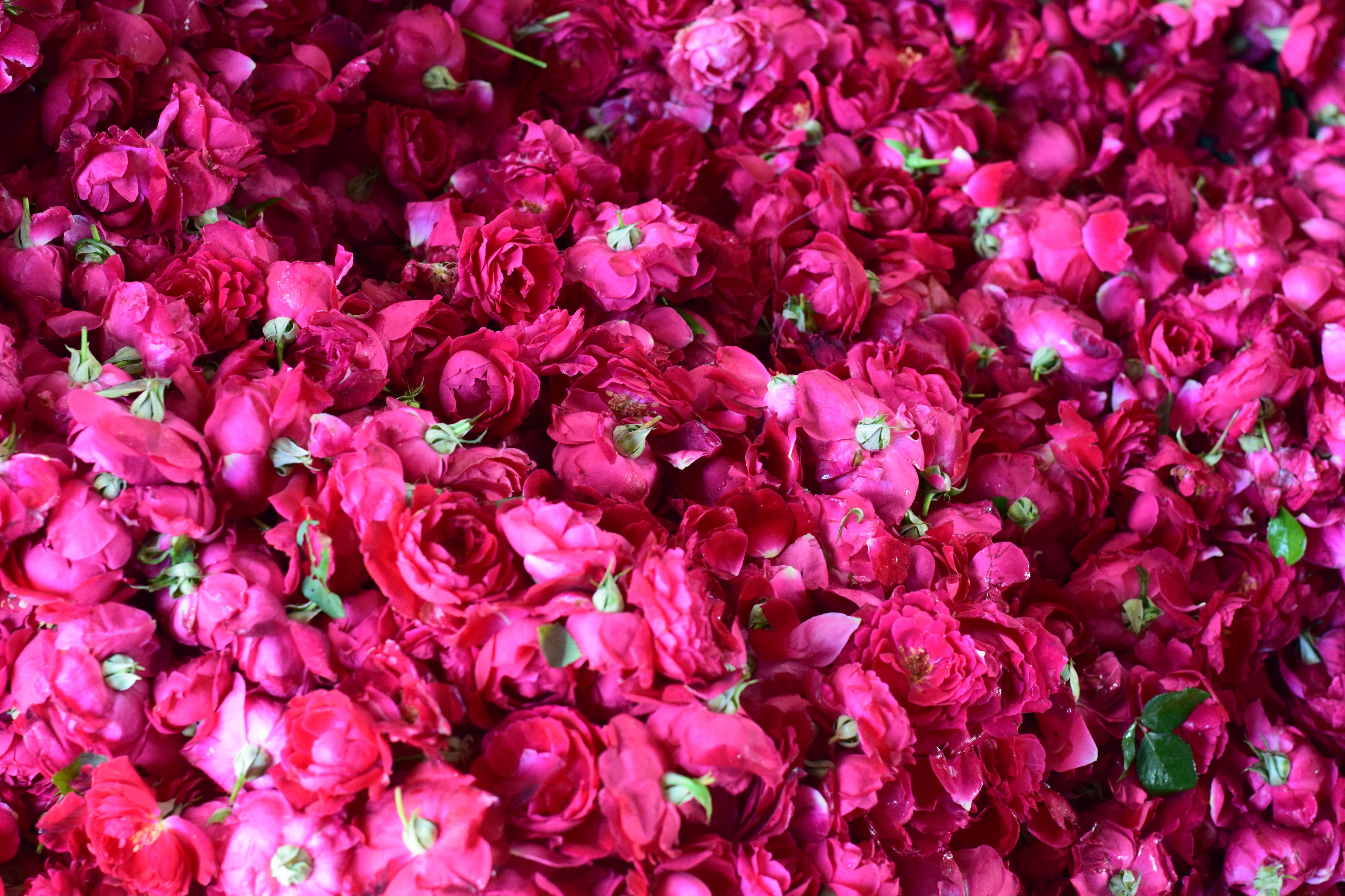 Rose Water Test Report