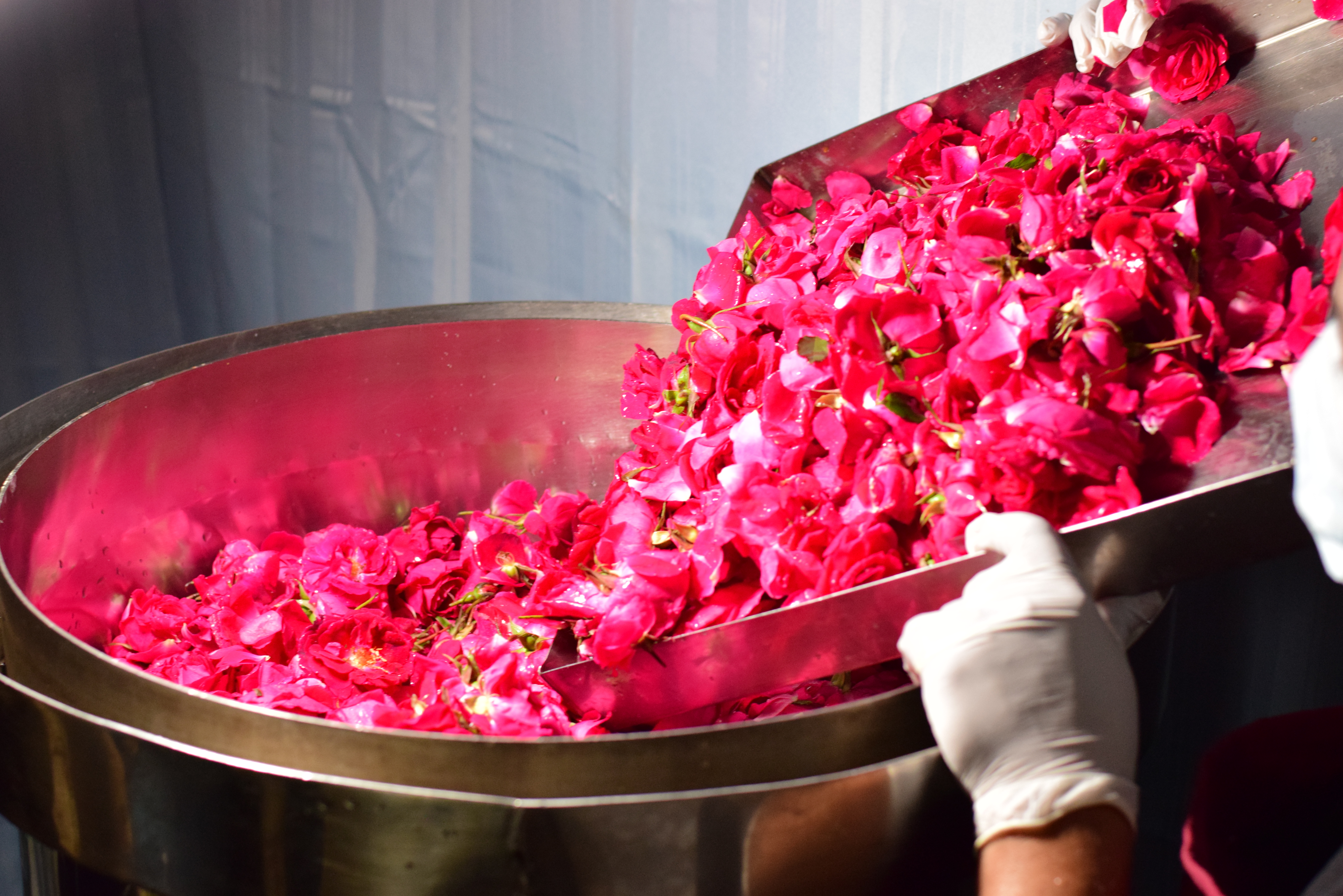 Rose Water Test
