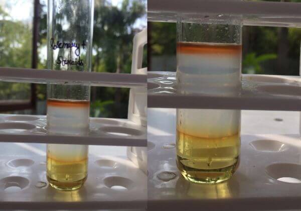 steroids-testing-in-rosemary-hydrosol