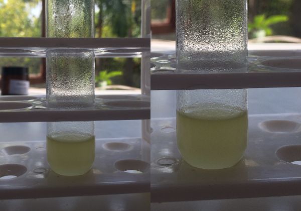 tannin-testing-in-basil-hydrosol