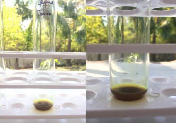 tannins-testing-in-clove-buds-hydrosol