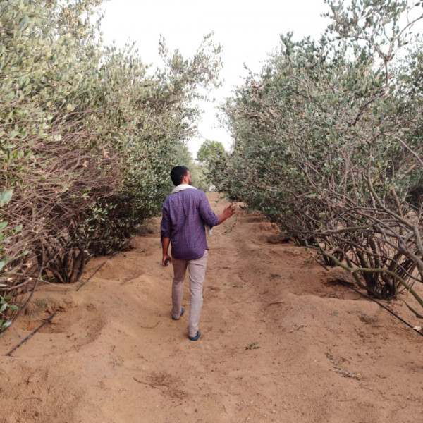 jojoba seed cultivated in rajasthan india