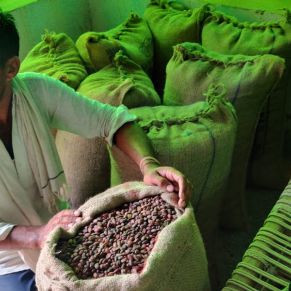 Jojoba seed produces oil