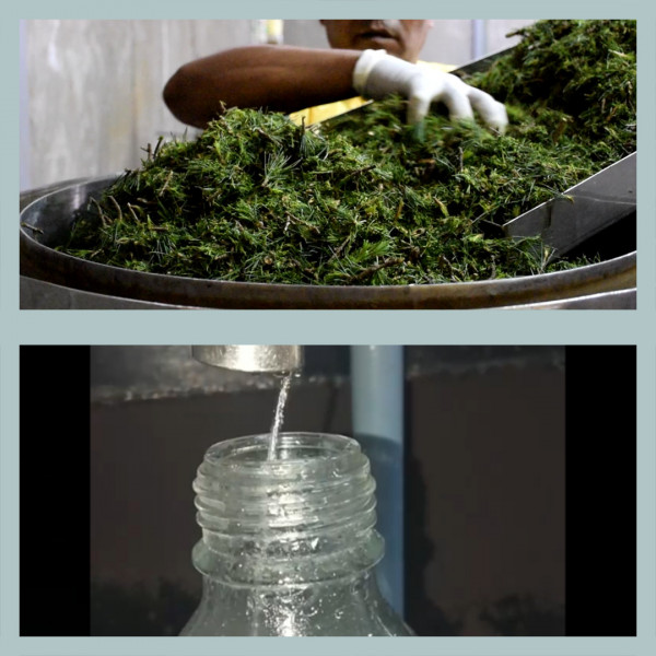oily skin face toner