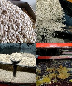 edible Anti-inflammatory oil manufacturer in india,best massage oil manufacturer india, moringa-manufacturer,moringa oil manufacturer,bulk oils india 