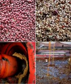 skin brightning oil manufacturer,anti brittleness oil supplier,edible rosehip oil manufacturer,rosehip-oil-manufacturer,lubricant oil manufacturer,massage oil manufacturer,oils for spa