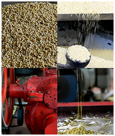 Anti-inflammatory & antibacterial oil supplier,Natural sunscreen producer,anti dandruff hair oil manufacturer,sinus congestion cure manufacturer,cold-pressed-mustard-oil,hair oil supplier,oil distributer,cold pressed oil manufacturer