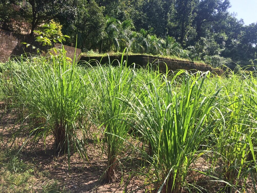 Sustainable-Agriculture.jpg
