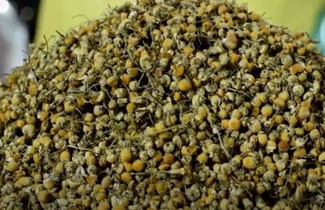 chamomile-buds-for-distillation.jpg