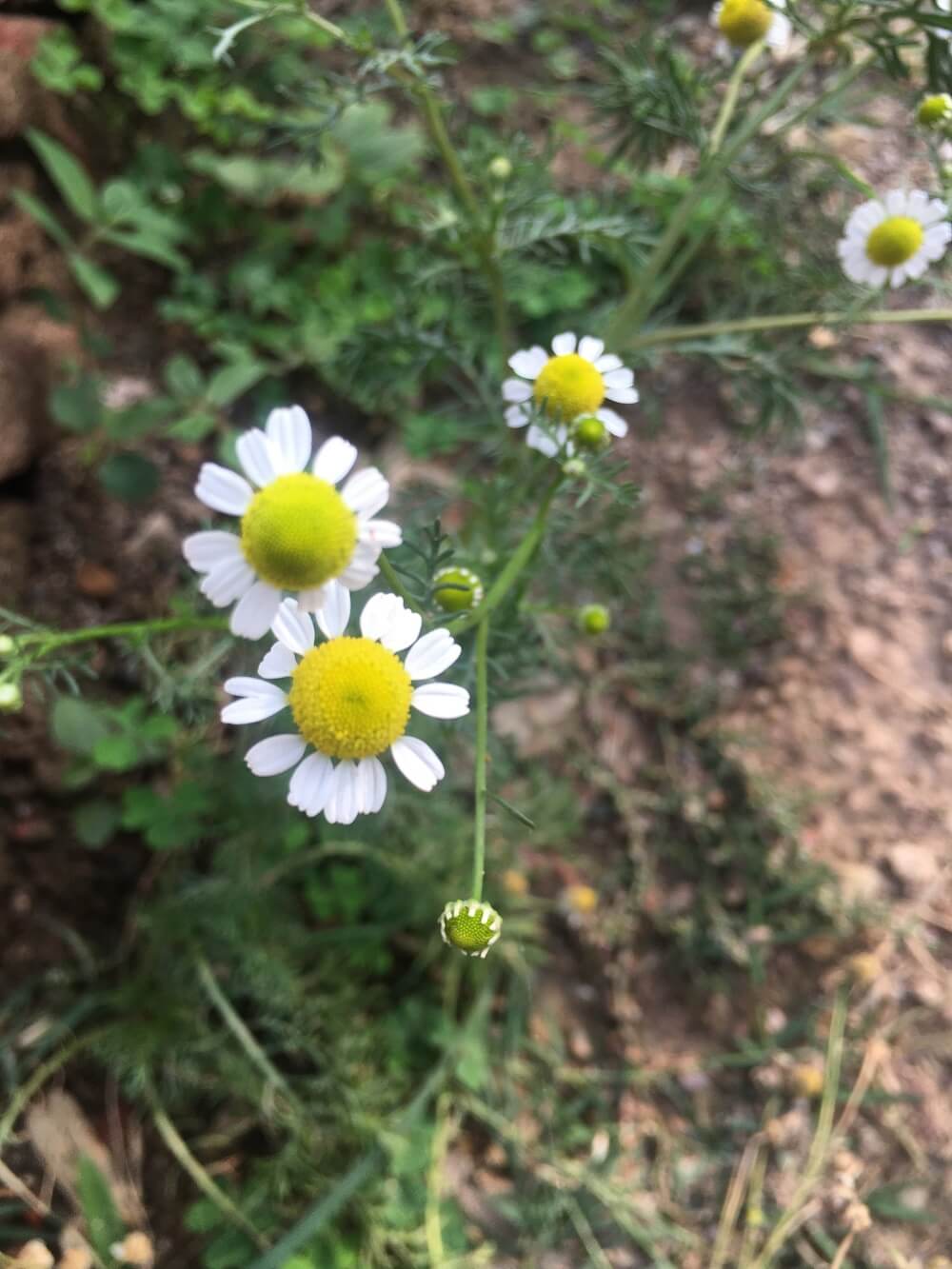chamomile-cultivation