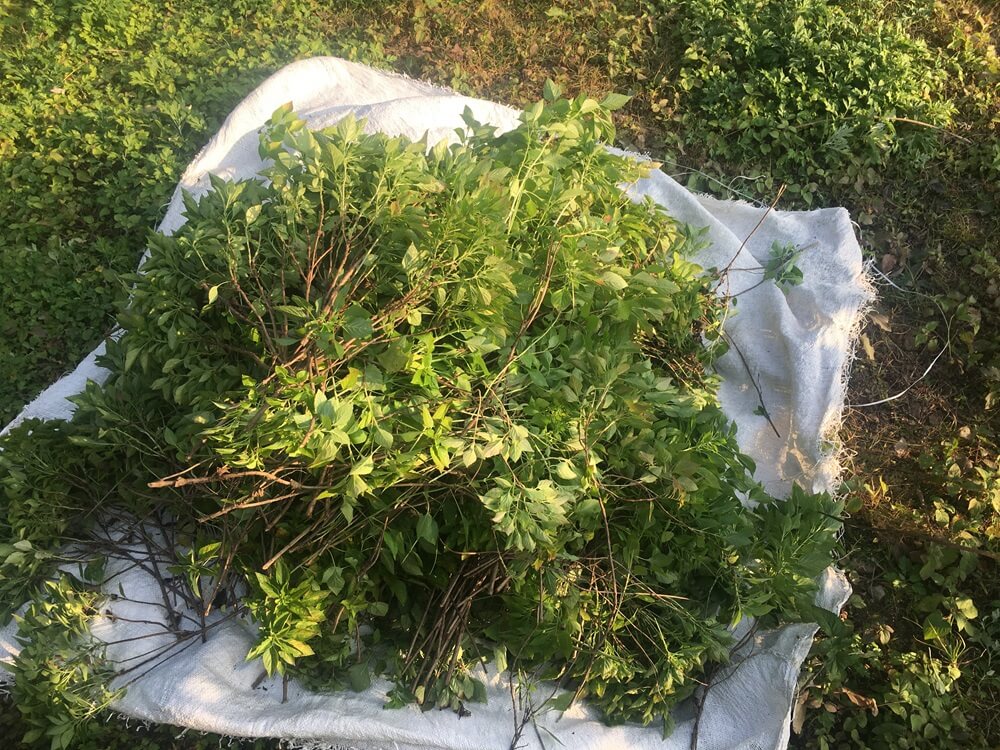 cultivation-of-holy-basil-at-aadhunik-ayurveda.jpg