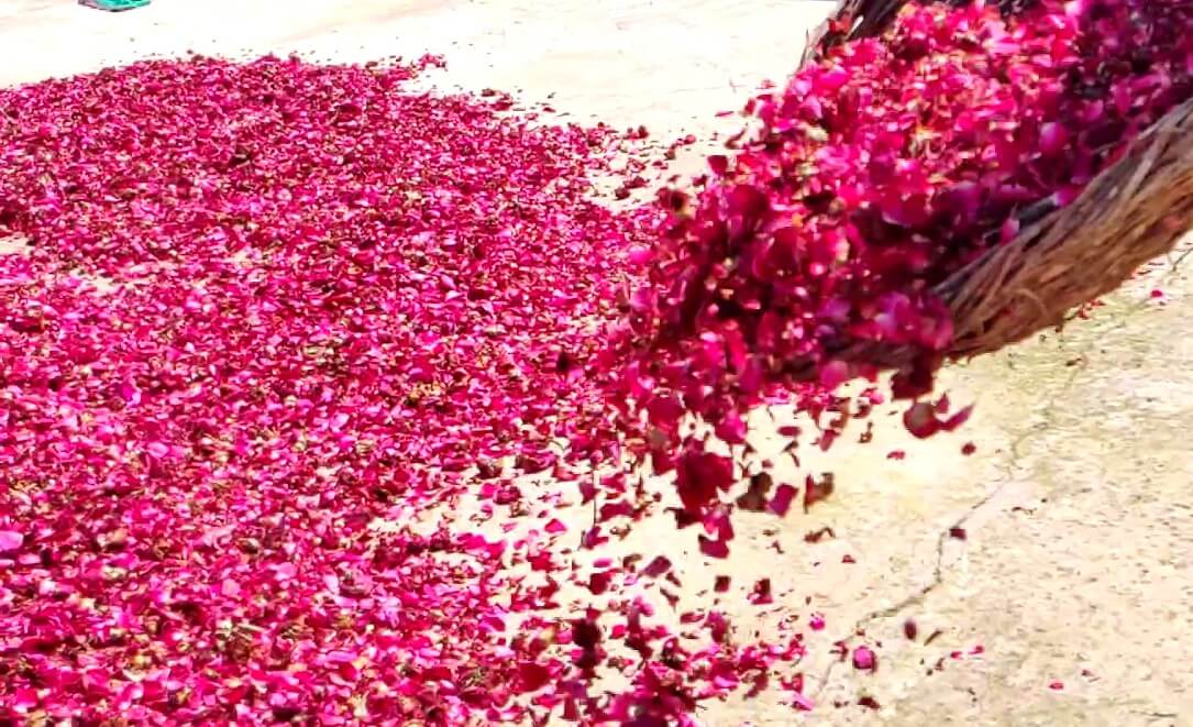 dry-rose-petals-addhunik-ayurved