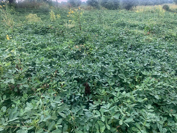 fenugreek-cultivation.jpeg