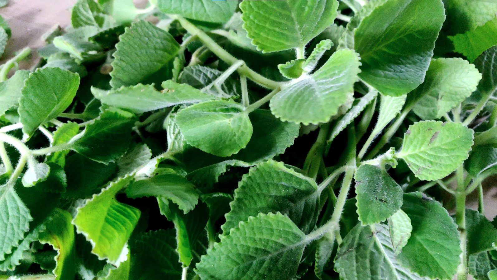 fresh-ajwain-leaf-for-distillation.jpg