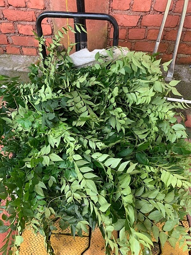 fresh-curry-leaf.jpeg