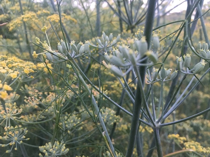 Third-Party-manufacturer-of-fennel Oil