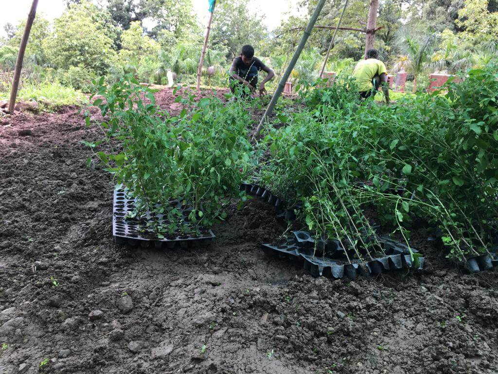 fresh-herb-plantation-for-formulation.jpeg