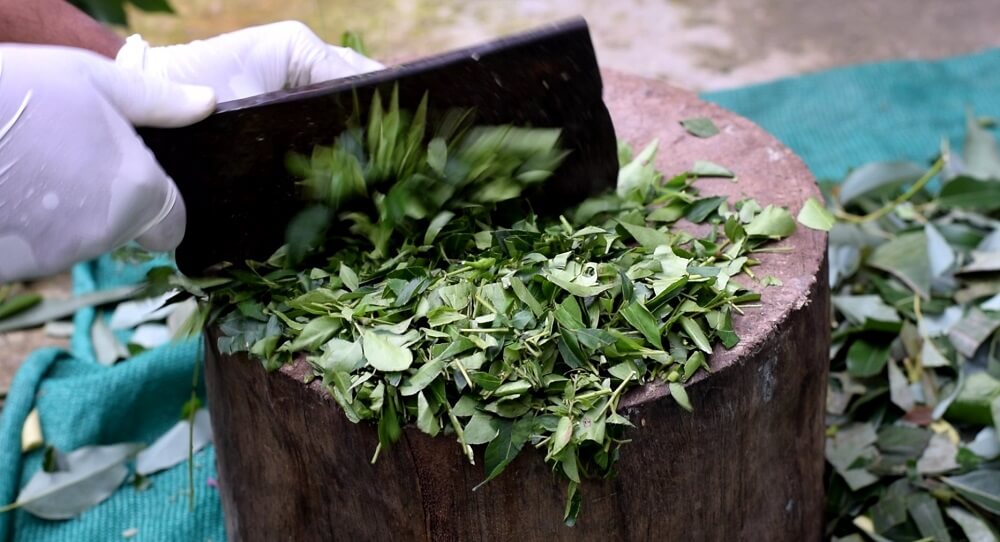 freshi-herb-cutting-for-infusion.jpg