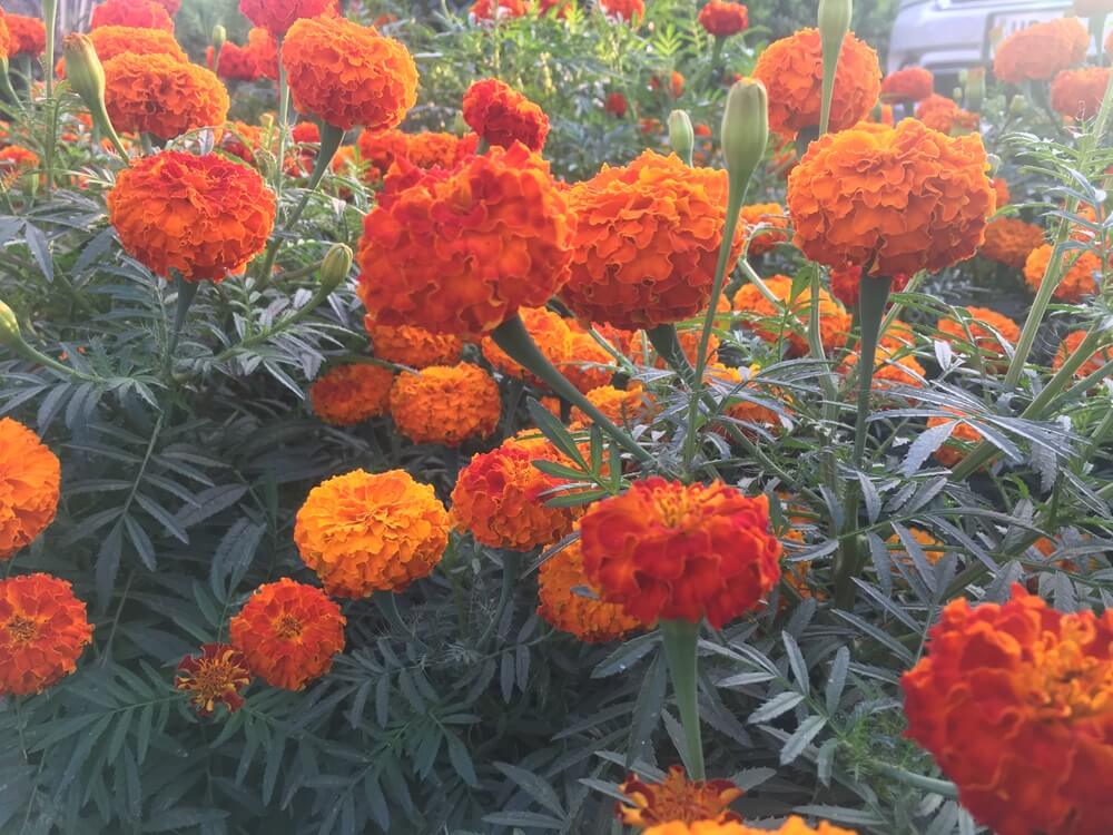 marigold-cultivation-at-aadhunik-ayurveda-vitals