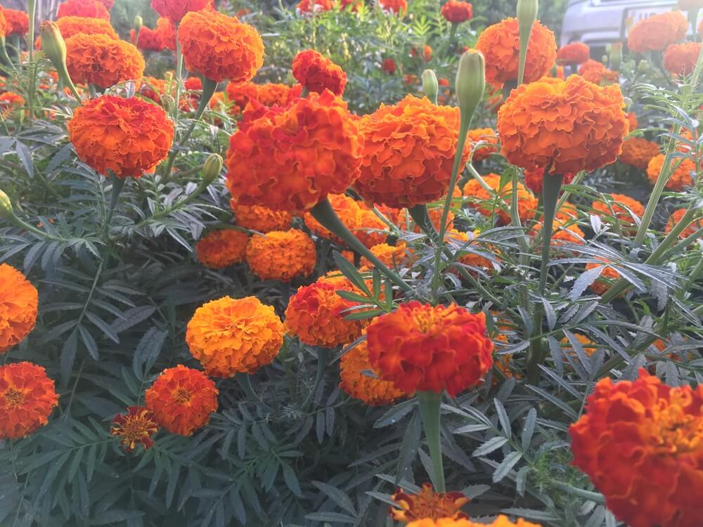 marigold-cultivation-at-aadhunik-ayurveda-vitals.jpg