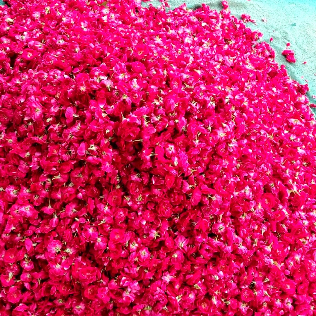 rosewwater-ark-manufacturer-in-india.jpg