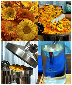 calendula-hydrosol-essential-oil